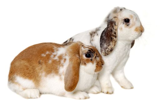 Two sweet rabbits is sitting on a white background