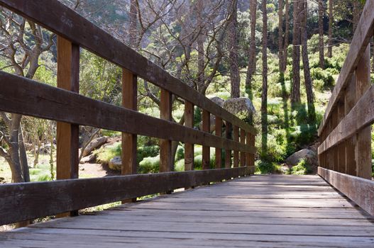 This wooden bridge that leads to the pine forest