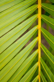 Background of fresh green leaves in the shape of a straight direction.