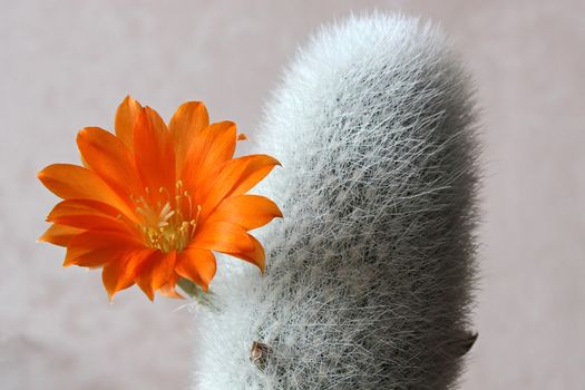 Cactus with blossom on light  background (Aylostera).Image with shallow depth of field.