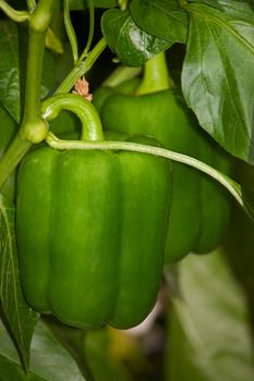 Green bell peppers on  bush plants ripened. Image with shallow depth of field.