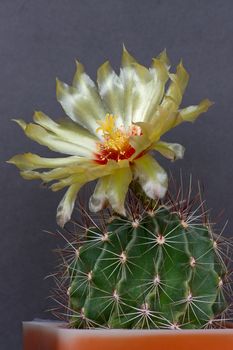 Blooming cactus on dark background.Image with shallow depth of field.