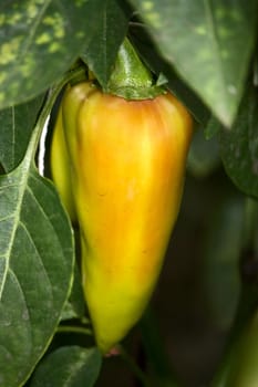  Bell peppers on  bush plants ripened. Image with shallow depth of field.