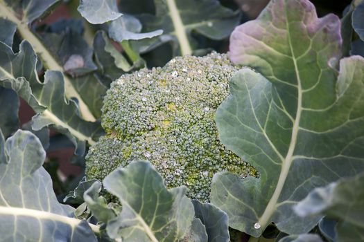 View of  large green plant of broccoli close up.
