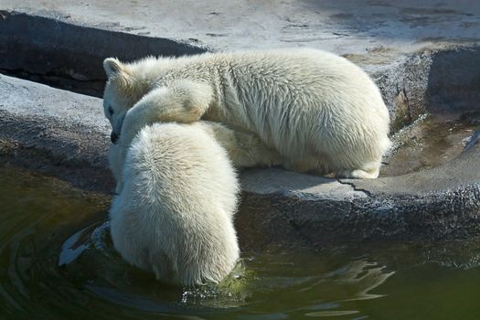 Two polar bear white in  game at  zoo, Russia.