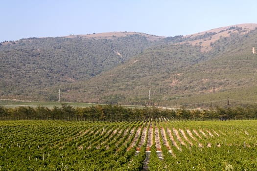 Vineyard on  background of mountains, Krasnodar Region, Russia.