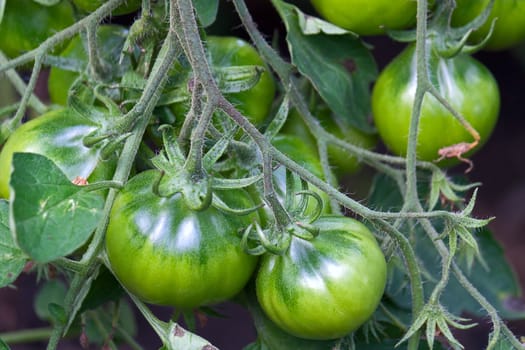 Green tomatoes  close-up on  plant in  garden.