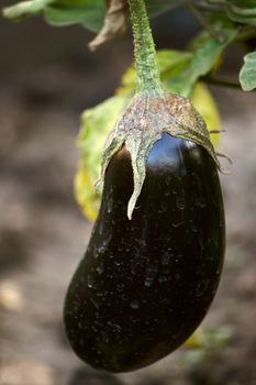 Large  fruit of eggplant on  plant close up.