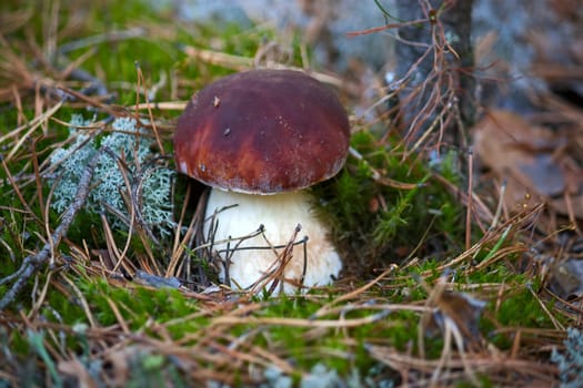 Mushroom in woods. Image with shallow depth of field.