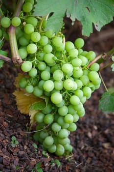 Bunch of green grapes.Image with shallow depth of field.