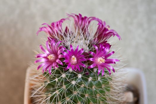 Cactus with flowers  on light background (Mammillaria).Image with shallow depth of field.