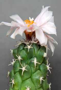 Cactus with flowers  on dark background (Turbinicarpus).Image with shallow depth of field.