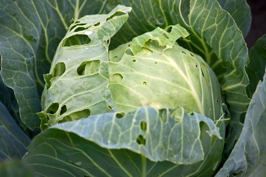 View of  large green cabbage plant close up.