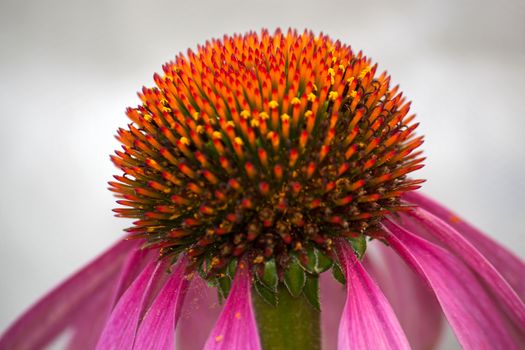 Echinacea is  close-up on  light background.