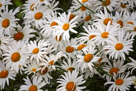 Background of daisies. Image with shallow depth of field.