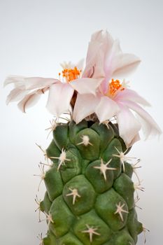 Cactus with flower  on dark background (Turbinicarpus).Image with shallow depth of field.