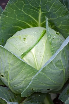 View of  large green cabbage plant close up.