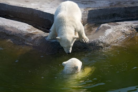 Two polar bear white in  game at  zoo, Russia.