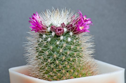 Cactus with flowers  on dark  background (Mammillaria).Image with shallow depth of field.