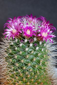 Cactus with flowers  on dark  background (Mammillaria).Image with shallow depth of field.