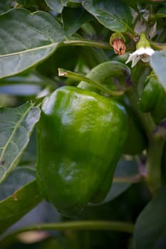 Green  peppers on  bush plants ripened. Image with shallow depth of field.