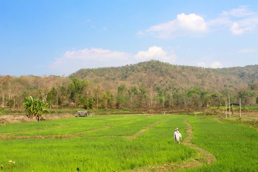 Rice field  in early stage at Chiangmai , Thailand