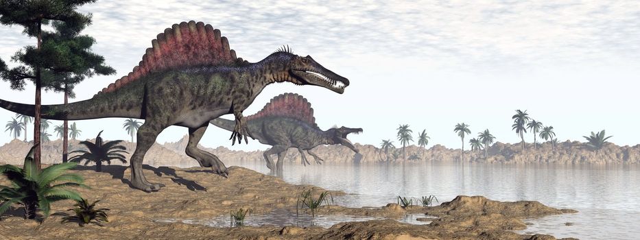 Two spinosaurus dinosaurs walking to the water in desert landscape by morning light