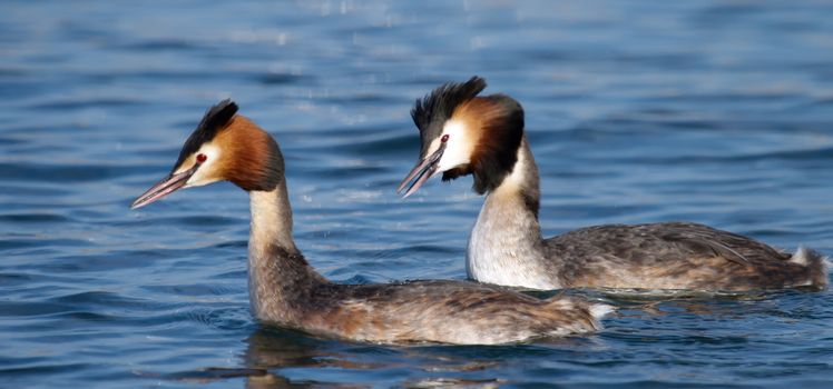 Couple of great crested grebe male and female ducks, podiceps cristatus, floating on water