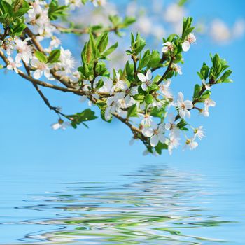 Blossoming Cherry Plum Against The Blue Sky