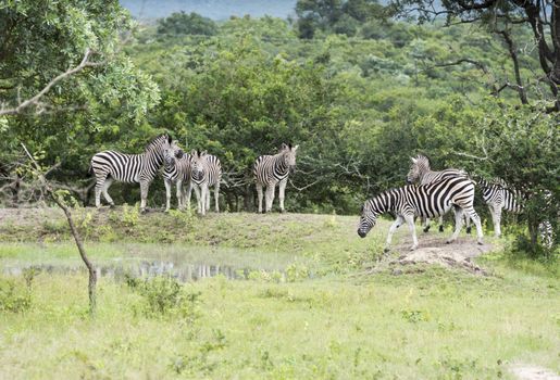 group of zebras at the water south africa national park