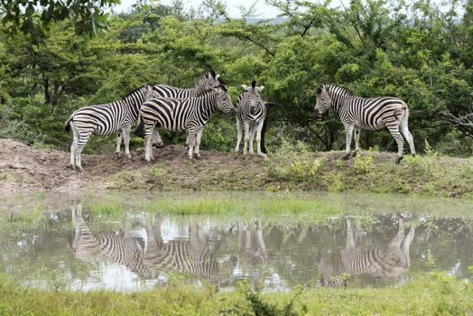 group of zebras at the water south africa national park