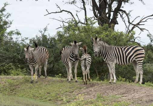 group of zebras  south africa national park