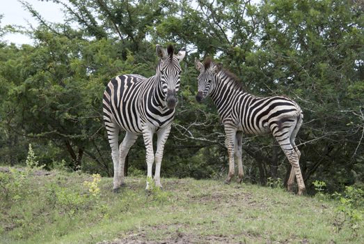 wild zebras in kruger national park in Africa
