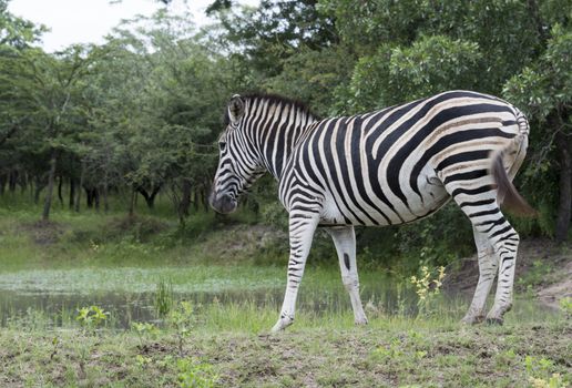  zebra at the water south africa national park