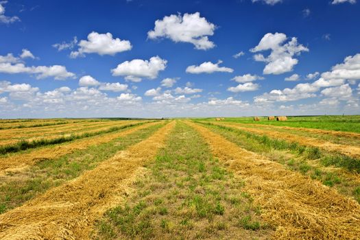 Harvested wheat on farm field in Saskatchewan, Canada