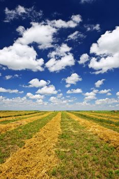Harvested wheat on farm field in Saskatchewan, Canada