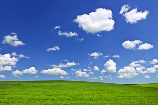 Lush green lentil and wheat fields under blue sky in Saskatchewan prairies of Canada