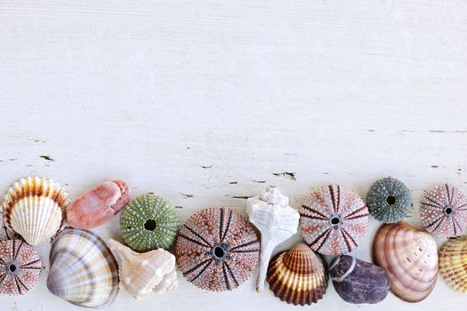 Border of Mediterranean seashells, urchins and rocks on painted wood background