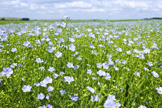 Field of many flowering flax plants with blue sky