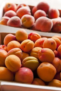 Fresh apricots and peaches fruits for sale at a farmers market