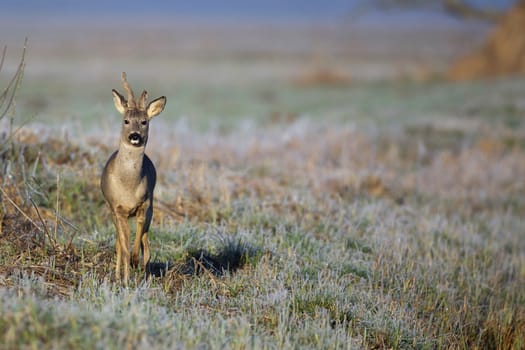 Buck deer in a frosty morning, in the wild