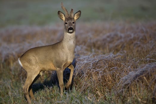 Buck deer in a frosty morning, in a clearing