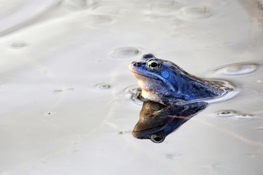 Moor frog in the wild, in the water