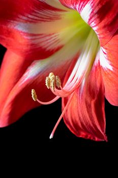 Red amarilis flower