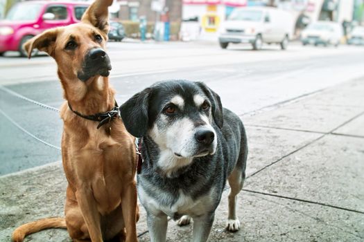 Two pet dogs waiting on sidewalk on city street