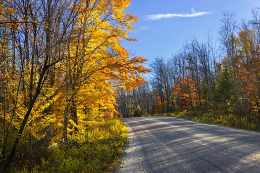 Gravel road through colorful fall forest in Ontario, Canada