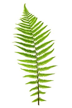 Green fern leaf isolated on white background