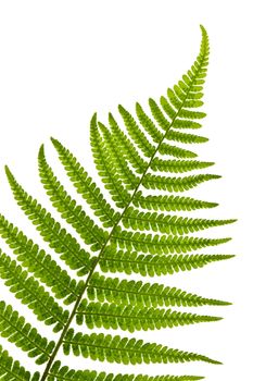 Green fern leaf isolated on white background