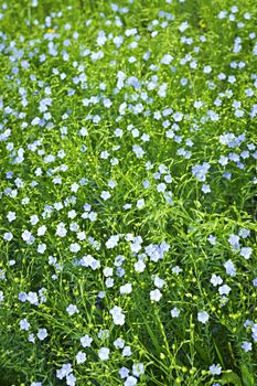 Background of blooming blue flax in a farm field