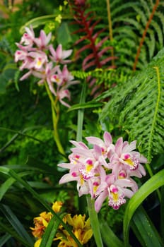 Nice Orchid in Thailand